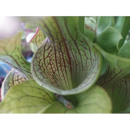 Sarracenia oreophylla var. ornata, de Kalb co., Alabama, R-S8a