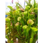 Sarracenia oreophylla var. ornata, de Kalb co., Alabama, R-S8a