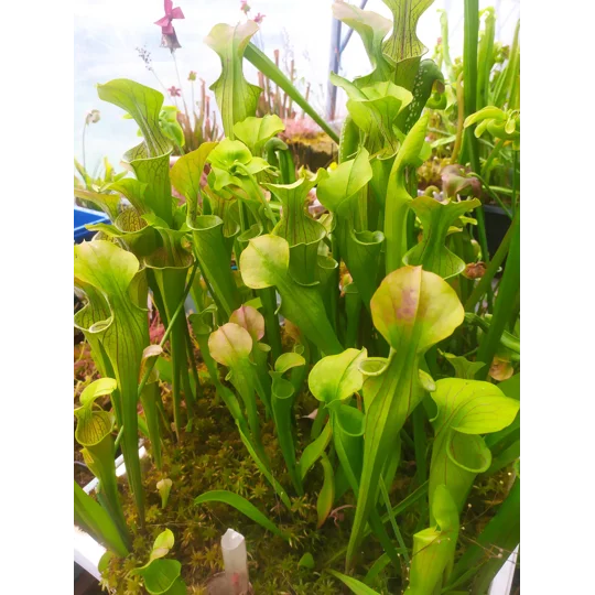 Sarracenia oreophylla var. ornata, de Kalb co., Alabama, R-S8a