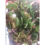 Sarracenia oreophylla var. ornata, de Kalb co., Alabama, R-S8a