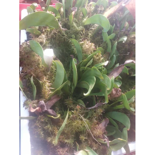Sarracenia oreophylla var. ornata, de Kalb co., Alabama, R-S8a