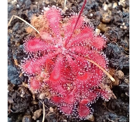 Drosera spatulata var. spatulata, Evans Head, NSW, AU, 30 seeds