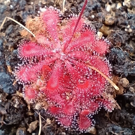Drosera spatulata var. spatulata, Evans Head, NSW, AU, 30 seeds