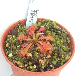 Drosera spatulata var. ..
