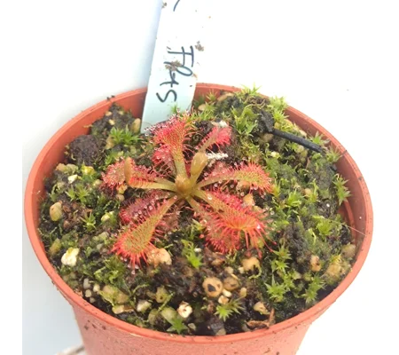 Drosera spatulata var. lovellae Fraser Island, Australia