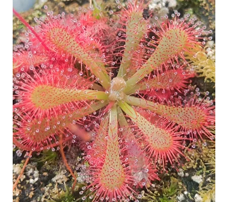 Drosera spatulata var. lovellae, Fraser island, Queensland, Australia, 30 seeds