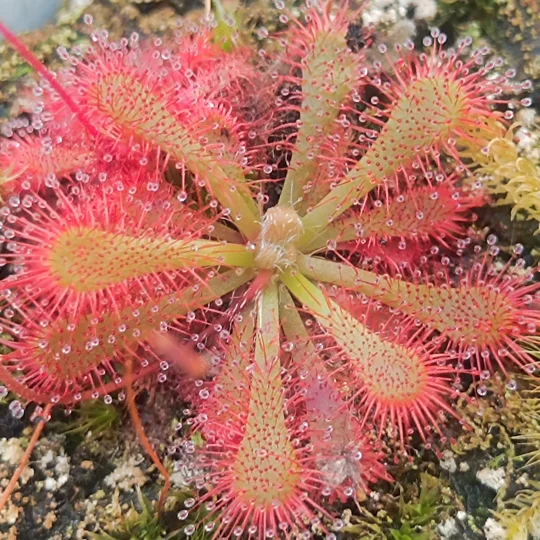 Drosera spatulata var. lovellae, Fraser island, Queensland, Australia, 30 seeds