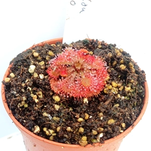 Drosera spatulata var. ..