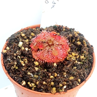 Drosera spatulata var. loureloi Macao