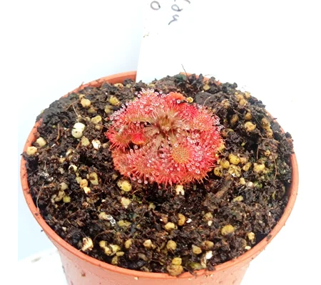 Drosera spatulata var. loureloi Macao