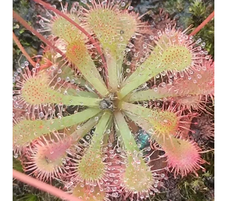 Drosera spatulata var. loureloi, Macao, CHN