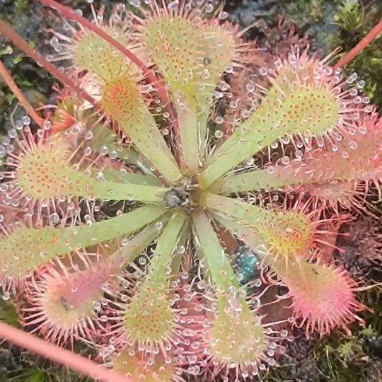 Drosera spatulata var. loureloi, Macao, CHN
