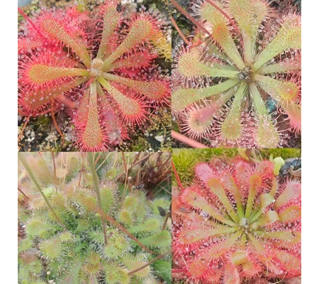 Drosera spatulata MIX, 50 seeds