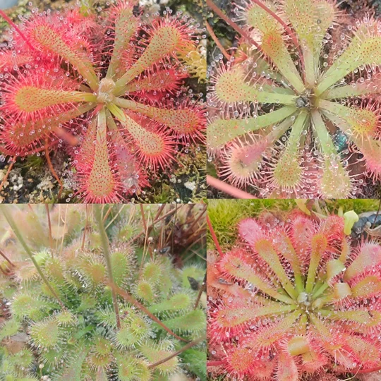Drosera spatulata MIX, 50 seeds