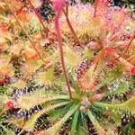 Drosera spatulata Mobara town, Japan