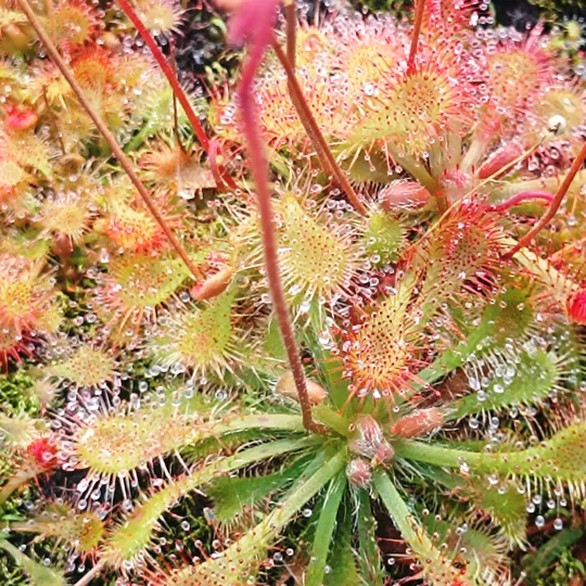 Drosera spatulata Mobara town, Japan