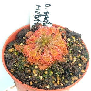 Drosera spatulata Mobara town, Japan