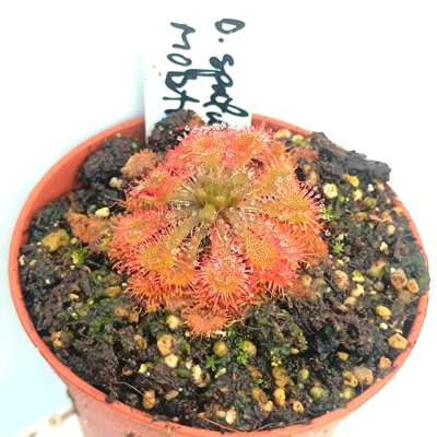 Drosera spatulata Mobara town, Japan