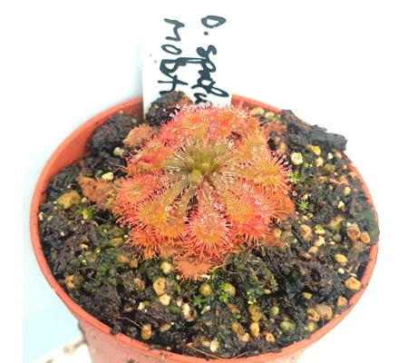 Drosera spatulata Mobara town, Japan