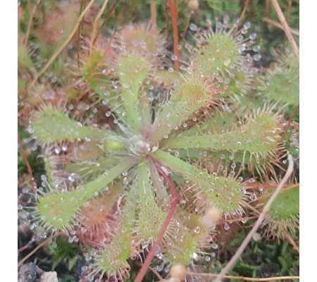 Drosera spatulata Mobara town, Japan