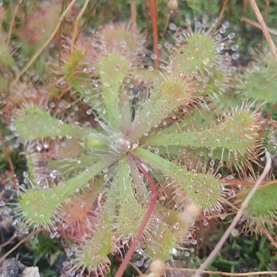 Drosera spatulata Mobara town, Japan