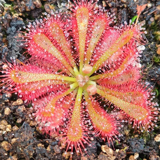 Drosera spatulata Tamboon inlet, Australia