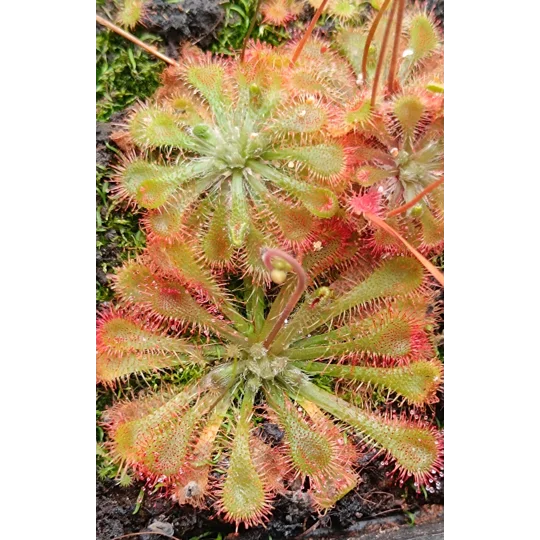 Drosera spatulata, Tamboon inlet, Victora, AU, 30 seeds