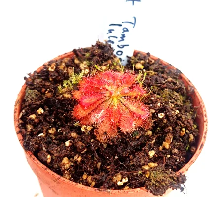 Drosera spatulata Tamboon inlet, Australia