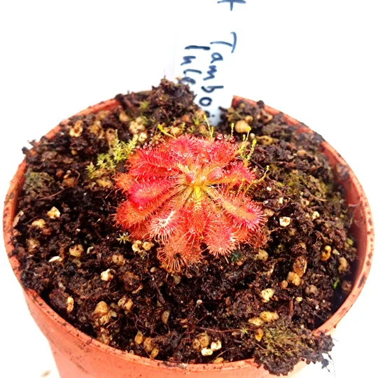 Drosera spatulata Tamboon inlet, Australia