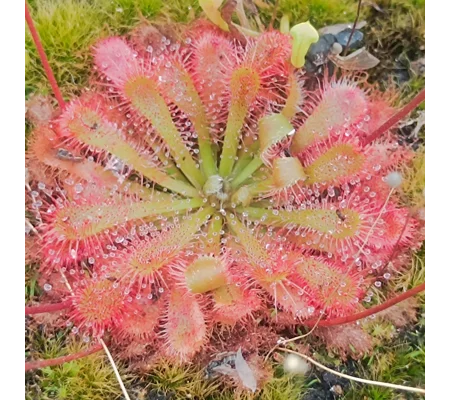 Drosera spatulata, Tamboon inlet, Victora, AU, 30 seeds