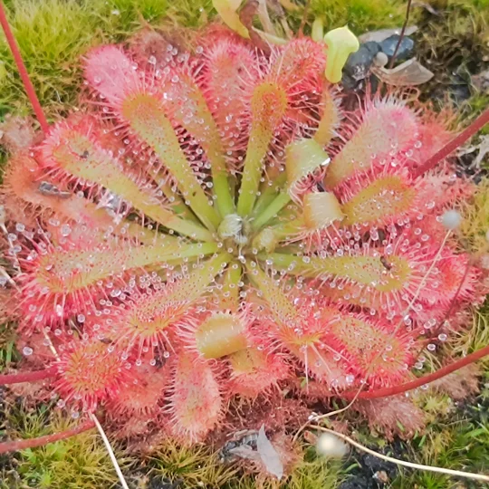 Drosera spatulata, Tamboon inlet, Victora, AU, 30 seeds