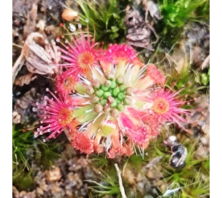 Drosera spilos Mini form, 10+ gemmae