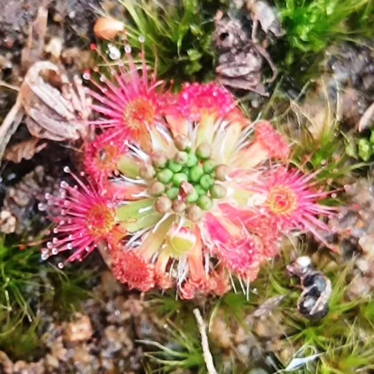 Drosera spilos Mini form, 10+ gemmae