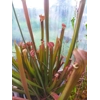 Sarracenia rubra subsp. rubra