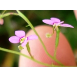 Stylidium debile