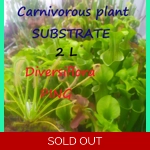 Substrate for Pinguicula