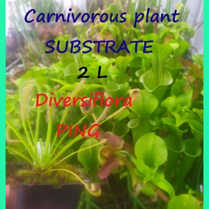 Substrate for Pinguicula