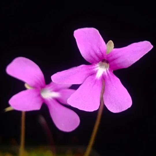 Pinguicula MARCIANO