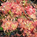 Drosera x tokaiensis