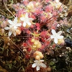 Drosera trichocaulis, 10+ gemmae