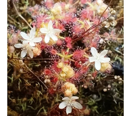 Drosera trichocaulis, 10+ gemmae