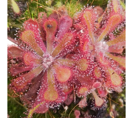 Drosera venusta Port Elizabeth, SA, 30 seeds