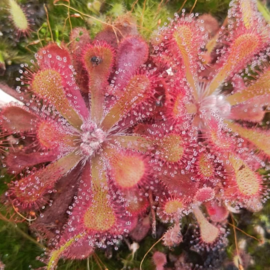 Drosera venusta Port Elizabeth, SA, 30 seeds