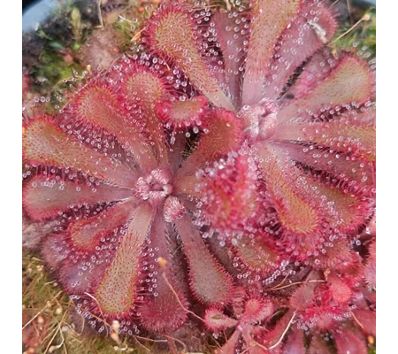 Drosera venusta, Storms river, South Africa, 30 seeds