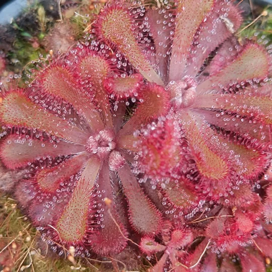 Drosera venusta, Storms river, South Africa, 30 seeds