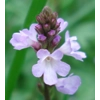 Verbena officinalis, 50 seeds