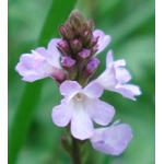 Verbena officinalis, 50 seeds