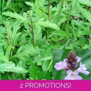Verbena officinalis, 50 seeds