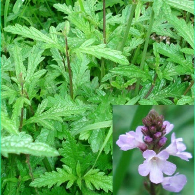 Verbena officinalis, 50 seeds
