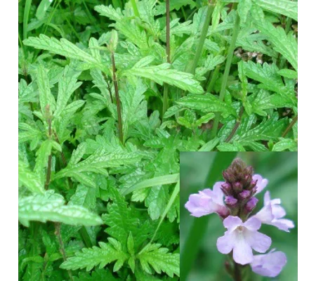 Verbena officinalis, 50 seeds